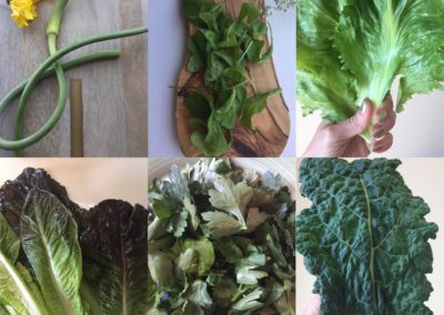 Gallery of Photos of various types of greens including kale, romaine,